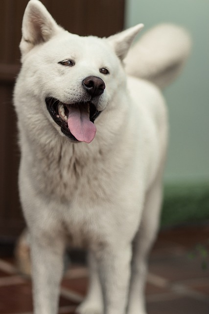 akita inu prodej